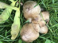 (Coprinopsis Inkcap) upperside (Coprinopsis Inkcap) upperside