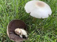 (Field Mushroom) underside (Field Mushroom) underside