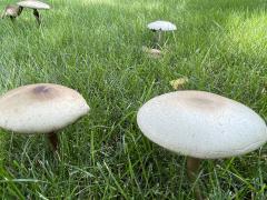 (Field Mushroom) upperside (Field Mushroom) upperside
