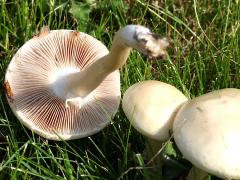 (Agrocybe Gilled Mushroom) underside (Agrocybe Gilled Mushroom) underside