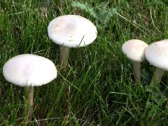 (Agrocybe Gilled Mushroom) upperside (Agrocybe Gilled Mushroom) upperside