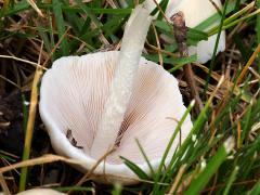 (Pale Brittlestem) underside (Pale Brittlestem) underside