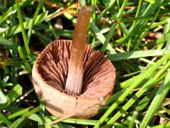 (Coprinopsis Inkcap) underside (Coprinopsis Inkcap) underside
