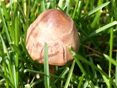 (Coprinopsis Inkcap) upperside (Coprinopsis Inkcap) upperside
