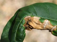 (Ash Anthracnose) on Green Ash (Ash Anthracnose) on Green Ash