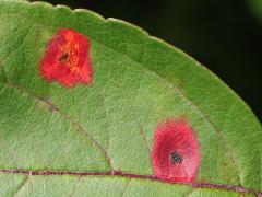 (Cedar-Quince Rust) upperside spots on Crab Apple (Cedar-Quince Rust) upperside spots on Crab Apple