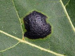 (American Tar Spot) on Silver Maple (American Tar Spot) on Silver Maple