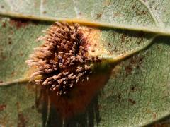 (Cedar-Hawthorn Rust) underside aecia on Prairie Crabapple (Cedar-Hawthorn Rust) underside aecia on Prairie Crabapple