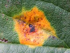 (Cedar-Hawthorn Rust) upperside spots on Prairie Crabapple (Cedar-Hawthorn Rust) upperside spots on Prairie Crabapple