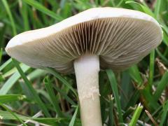 (Bearded Fieldcap) underside (Bearded Fieldcap) underside
