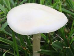 (Bearded Fieldcap) upperside (Bearded Fieldcap) upperside