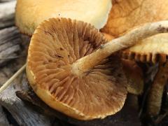 (Common Fieldcap) underside (Common Fieldcap) underside