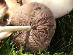 (Pale Brittlestem) underside (Pale Brittlestem) underside