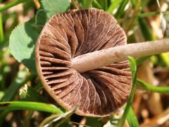 (Mower's Mushroom) underside (Mower's Mushroom) underside