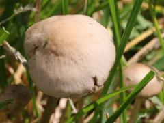 (Mower's Mushroom) upperside (Mower's Mushroom) upperside