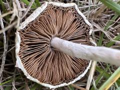 (Bearded Fieldcap) underside (Bearded Fieldcap) underside