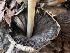(Common Ink Cap) underside (Common Ink Cap) underside