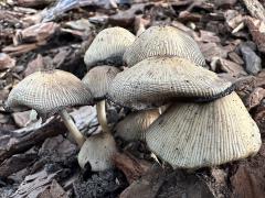 (Common Ink Cap) upperside (Common Ink Cap) upperside