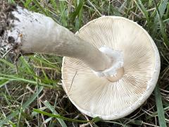 (White Dapperling) underside (White Dapperling) underside