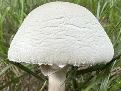 (White Dapperling) upperside (White Dapperling) upperside