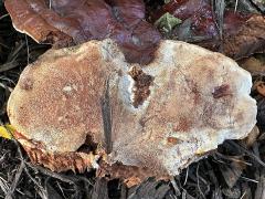 (Lingzhi Bracket) underside on Honey Locust (Lingzhi Bracket) underside on Honey Locust