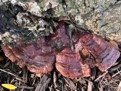 (Lingzhi Bracket) upperside on Honey Locust (Lingzhi Bracket) upperside on Honey Locust
