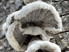 (Splitgill Mushroom) underside (Splitgill Mushroom) underside