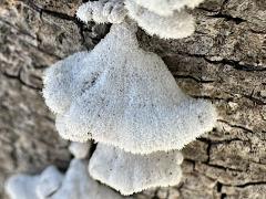 (Splitgill Mushroom) upperside (Splitgill Mushroom) upperside