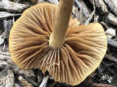 (Common Fieldcap) underside (Common Fieldcap) underside