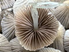 (Trooping Crumble Cap) underside (Trooping Crumble Cap) underside