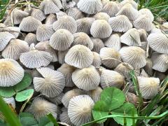(Trooping Crumble Cap) upperside (Trooping Crumble Cap) upperside
