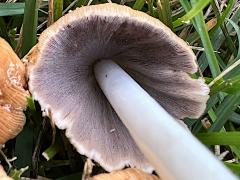 (Mica Cap) underside (Mica Cap) underside