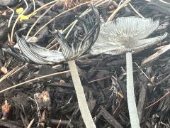 (Hare's Foot Inkcap) lateral (Hare's Foot Inkcap) lateral