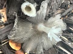 (Hare's Foot Inkcap) underside (Hare's Foot Inkcap) underside