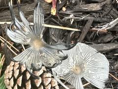 (Hare's Foot Inkcap) upperside (Hare's Foot Inkcap) upperside