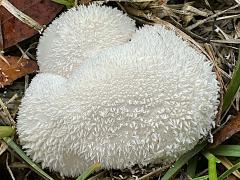 (Lycoperdon Puffball) ball (Lycoperdon Puffball) ball