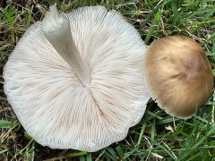 (Deer Mushroom) underside (Deer Mushroom) underside