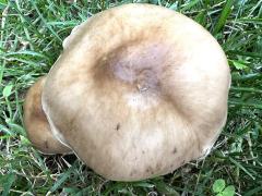 (Deer Mushroom) upperside (Deer Mushroom) upperside