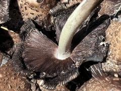 (Coprinellus Inkcap) underside (Coprinellus Inkcap) underside