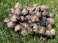 (Coprinellus Inkcap) upperside (Coprinellus Inkcap) upperside