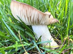 (Russulaceae Brittlegill) profile (Russulaceae Brittlegill) profile
