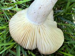 (Russulaceae Brittlegill) underside (Russulaceae Brittlegill) underside