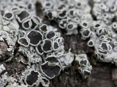 (Physcia Rosette Lichen) on rocks (Physcia Rosette Lichen) on rocks