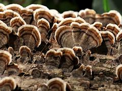 (Turkey-Tail) log (Turkey-Tail) log
