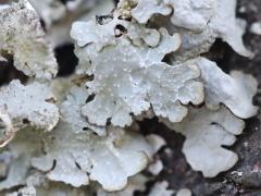 (Speckled Shield Lichen) on rocks (Speckled Shield Lichen) on rocks