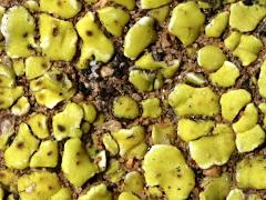 (Yellow Cobblestone Lichen) on rocks (Yellow Cobblestone Lichen) on rocks