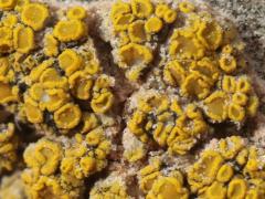 (Candelariella Goldspeck Lichen) on rocks (Candelariella Goldspeck Lichen) on rocks