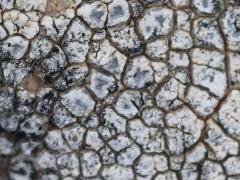 (Mountain Lichen) on rocks (Mountain Lichen) on rocks