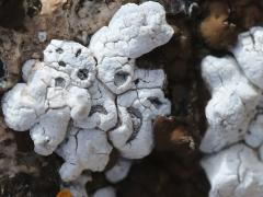 (Graphidaceae Script Lichen) on rocks (Graphidaceae Script Lichen) on rocks