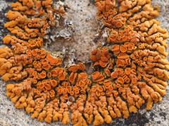 (Elegant Sunburst Lichen) on rocks (Elegant Sunburst Lichen) on rocks